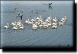 Pelicans at Lake