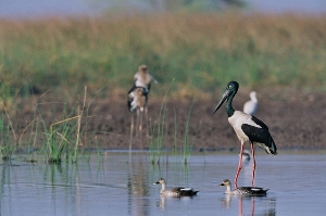 Black Necked Stork