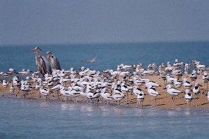 Crab Plovers 