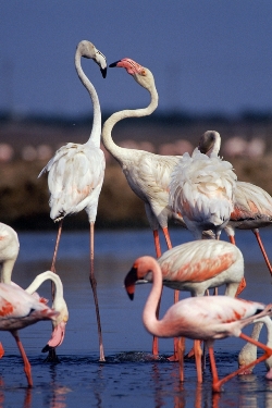 Birds at Khijadia