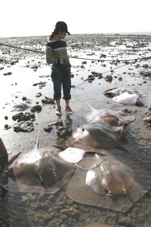 A bunch of ray fish